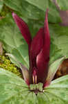 Decumbent trillium